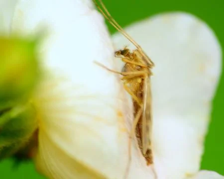 Mosquito Stock Photos