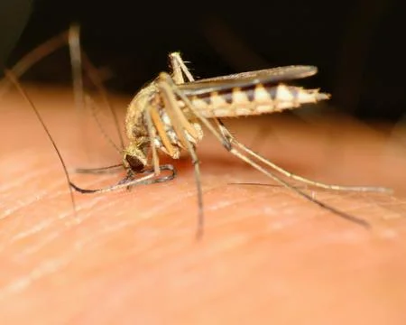 Mosquito Stock Photos