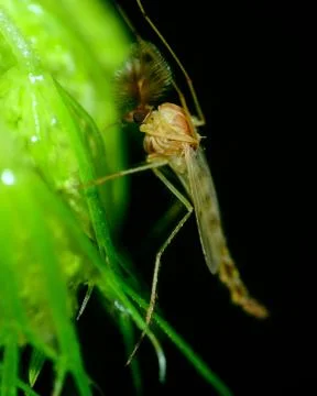 Mosquito Stock Photos