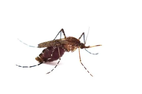 Mosquito Foto stock
