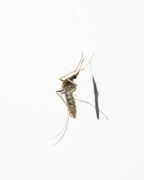 Mosquito Stock Photos