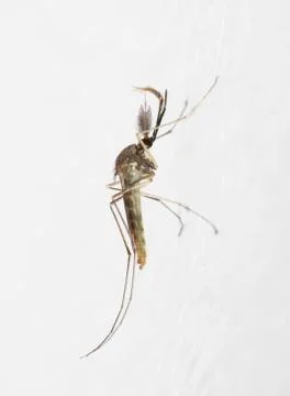 Mosquito Stock Photos