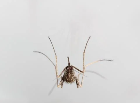 Mosquito Stock Photos