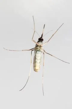 Mosquito Stock Photos
