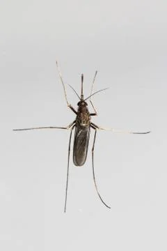 Mosquito Stock Photos