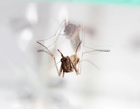 Mosquito Stock Photos