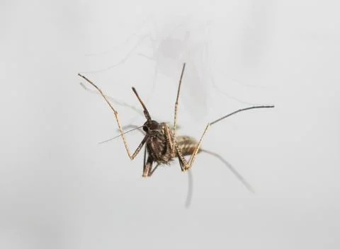 Mosquito Stock Photos