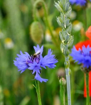 Mosquito Stock Photos