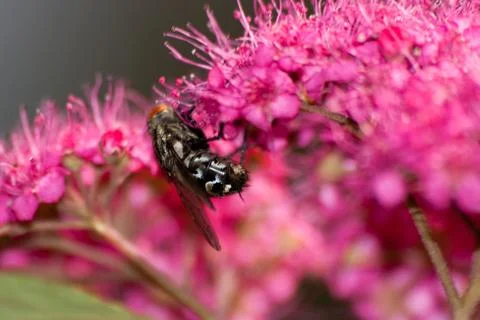 Mosquito Stock Photos