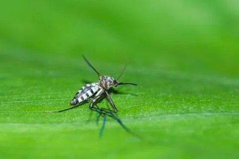 Mosquito Stock Photos