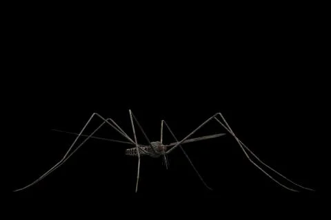 Mosquito Stock Photos