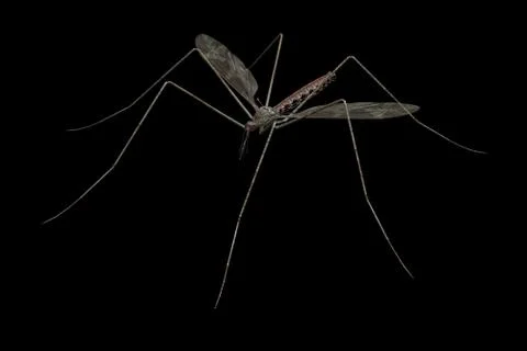 Mosquito Stock Photos