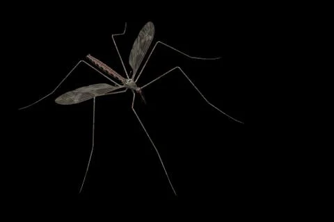 Mosquito Stock Photos