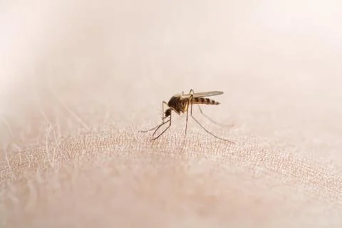 Mosquito Foto stock