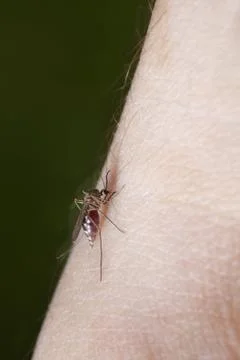 Mosquito Stock Photos