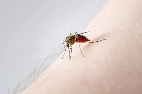 Mosquito Stock Photos