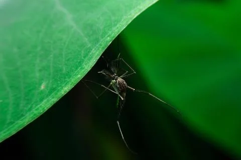Mosquito Stock Photos