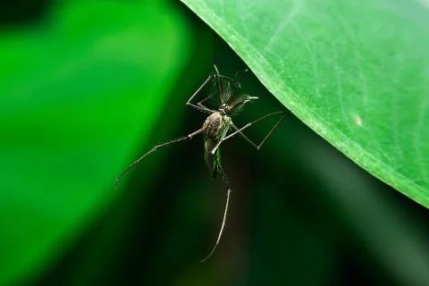 Mosquito Stock Photos
