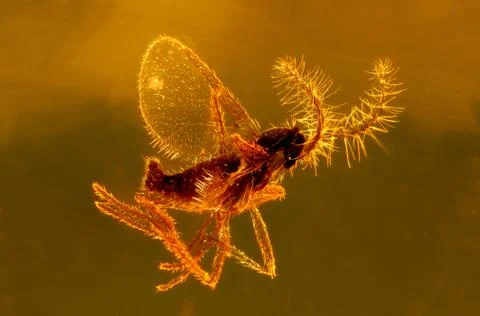 Mosquito Stock Photos