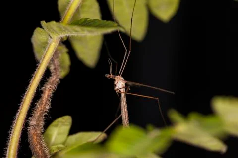 Mosquito Stock Photos