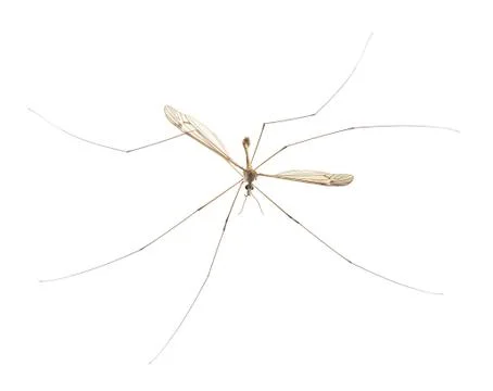 Mosquito Stock Photos