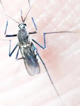 Mosquito. Stock Photos