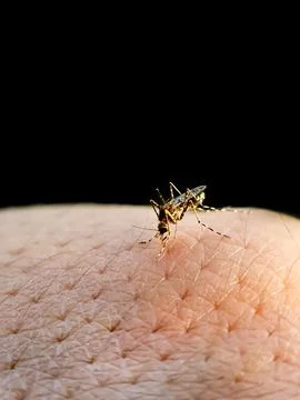 Mosquito Foto stock
