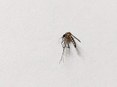 Mosquito Stock Photos