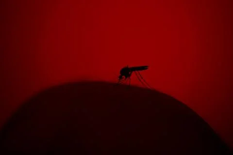 Mosquito Foto stock