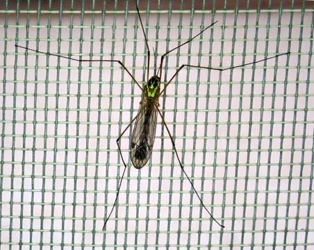 Mosquito on a protective mesh Foto stock