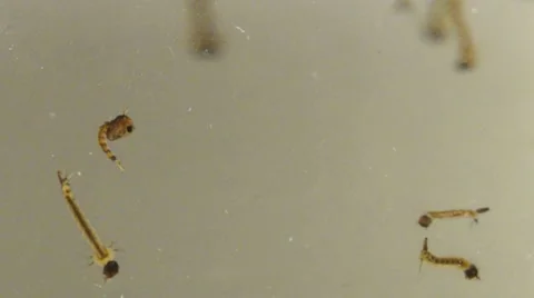 Mosquito Pupae Stock Footage 11155170