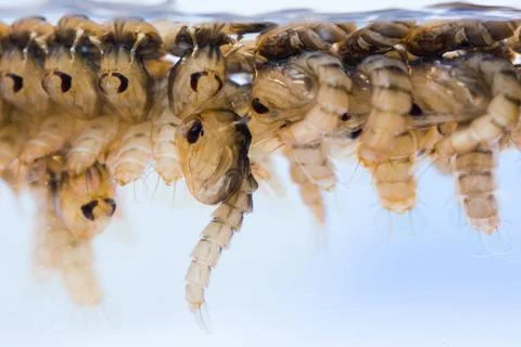 Mosquito pupae Stock Photos