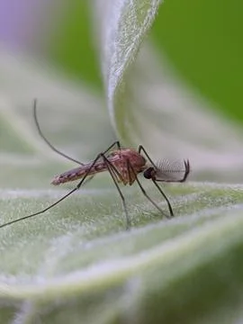 Mosquito raw copy for stacking Stock Photos