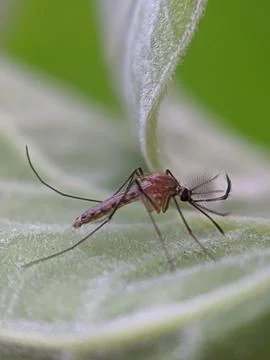 Mosquito raw copy for stacking Stock Photos