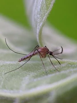 Mosquito raw copy for stacking 库存照片