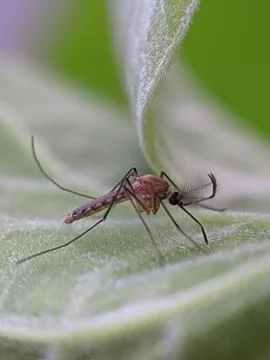 Mosquito raw copy for stacking Stock Photos