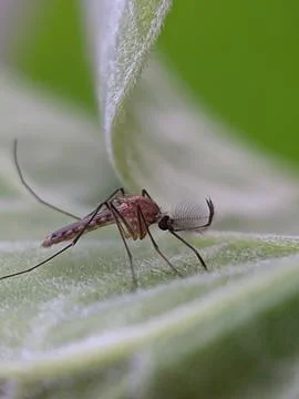 Mosquito raw copy for stacking Stock Photos