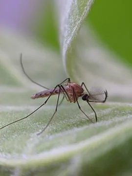 Mosquito raw copy for stacking 库存照片