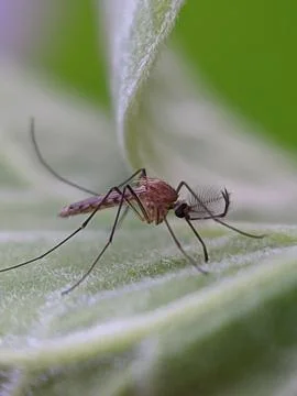 Mosquito raw copy for stacking Stock Photos