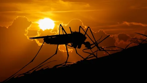 Mosquito with Red Sunset in Background, Concept of Fighting Dangerous Insects Stock Footage 154532229
