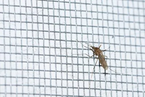 Mosquito Resting on a Fine Mesh Screen in a Domestic Setting During Daylight Stock Photos