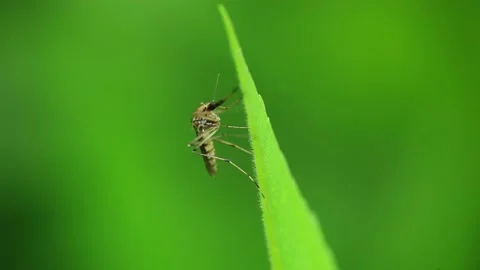 Mosquito is resting on the grass Stock Footage 146903996