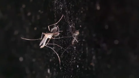 Mosquito resting on the mirror wall Stock Footage 94536395