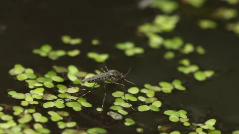 A Mosquito resting on the surface of a pond. Mosquito larvae can be seen moving Stock Footage 319849835