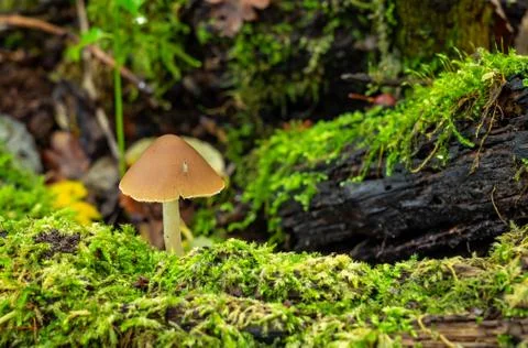 Mosquito resting on toadstool Stock Photos