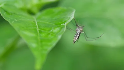 Mosquito resting on the tree leaf Stock Footage 92375858