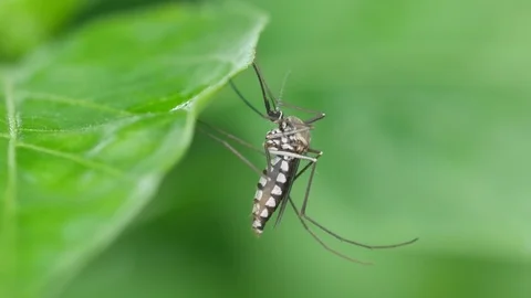 Mosquito resting on the tree leaf Video stock 92376170