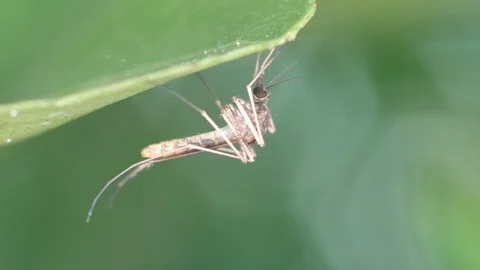 Mosquito resting under the leaf Stock Footage 101844475