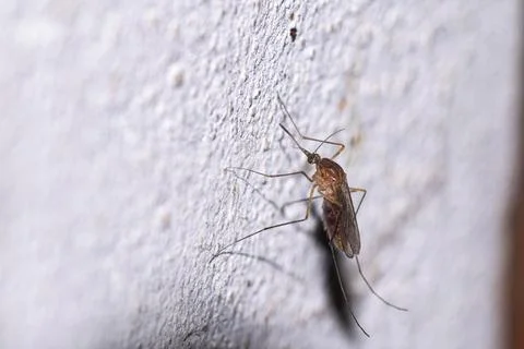 Mosquito resting on a wall 库存照片