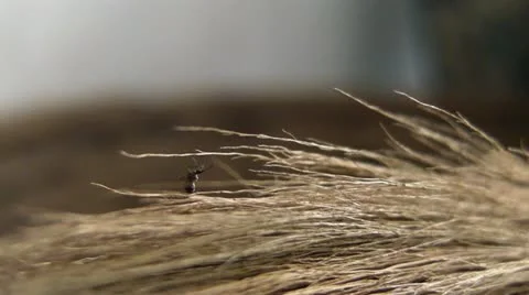 Mosquito Rests on a Broom Video stock 11045217